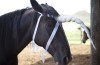 procurar chifre em cabeça de cavalo em Inglês