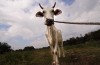 Vacas Magras em Inglês: como dizer vacas magras em Inglês?