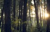 Can’t See The Forest For The Trees: o que significa (tradução)