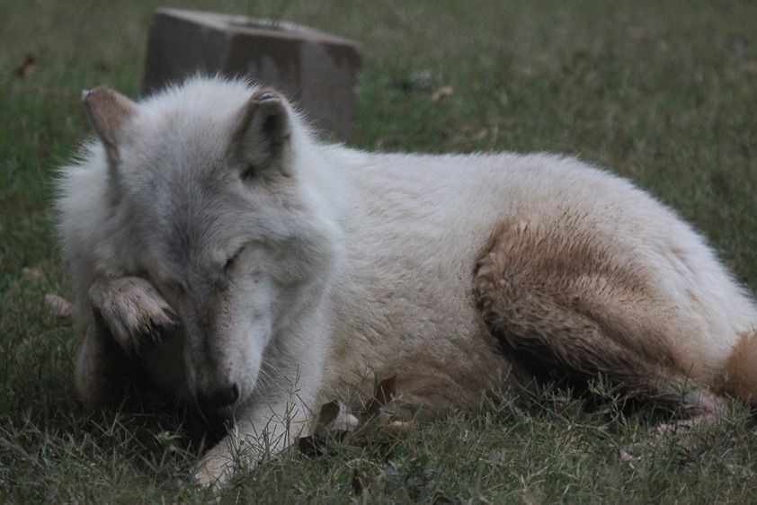 O que significa CRY WOLF?