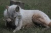 Cry Wolf