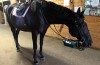 andar a cavalo em inglês