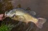 Big Fish In A Pond: O Que Significa (Tradução)