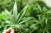 Maconha Em Inglês