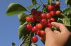Cherry-Pick: O Que Significa Cherry Pick?
